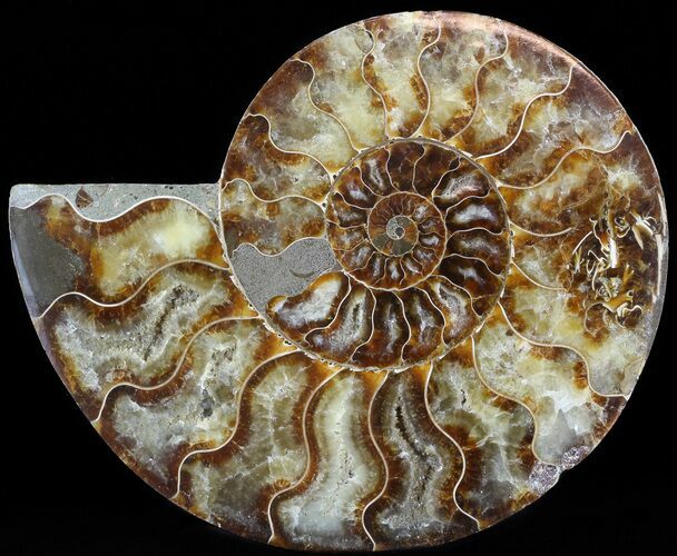 Cut Ammonite Fossil (Half) - Agatized #49904